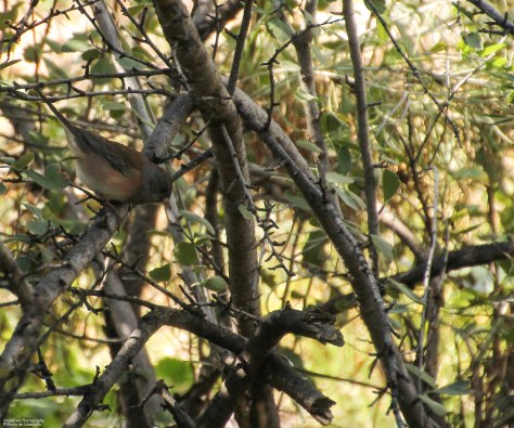 Dark-eyed Junco, Pink-sided
