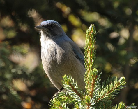 Western Scrub Jay