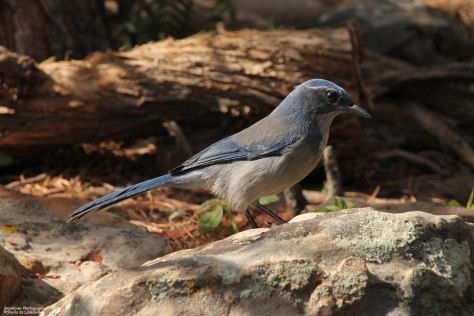 Western Scrub Jay