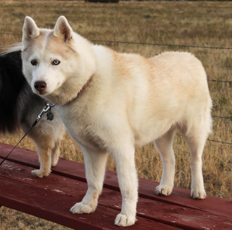 Kloud at the Colorado City KOA