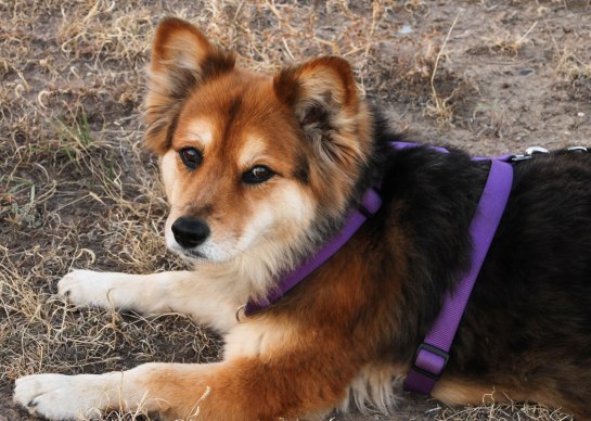 Skye and Kloud meet a friend.