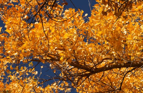 Whoa, beautiful fall colors