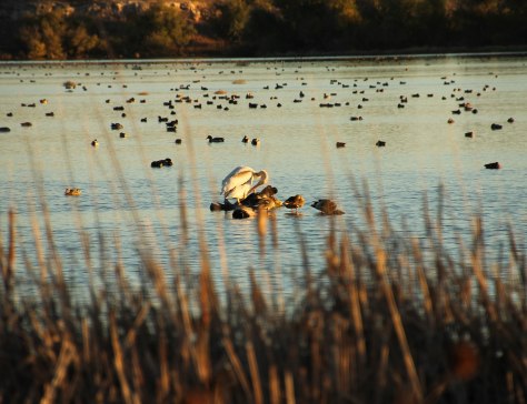 A Lone White Pelican
