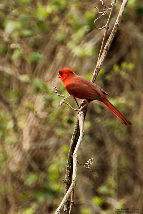 Northern Cardinal (male) - 03-22-2013 ~Swinging~