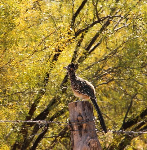 Why don't you stay awhile?