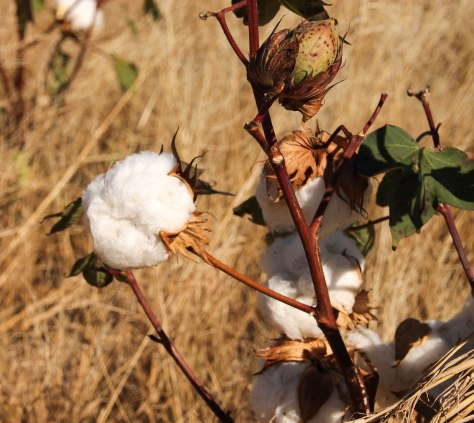 Cotton (made in the USA)