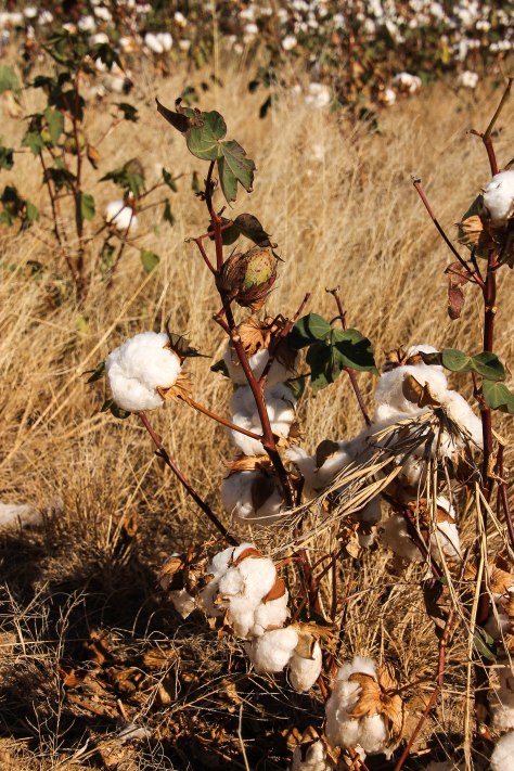 Cotton, feels so good against the skin!