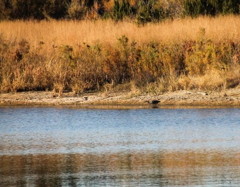 Fall colors and a Great Blue Heron