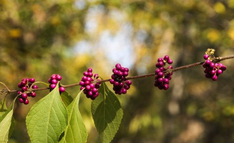 A Purple String of Berries