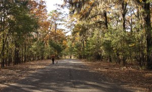 A stroll in the woods.