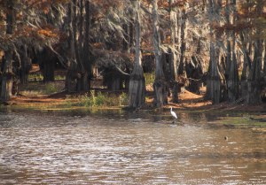 Typical Louisiana Scene