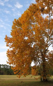 Beautiful Fall Colors