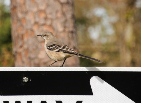 Northern Mockingbird 