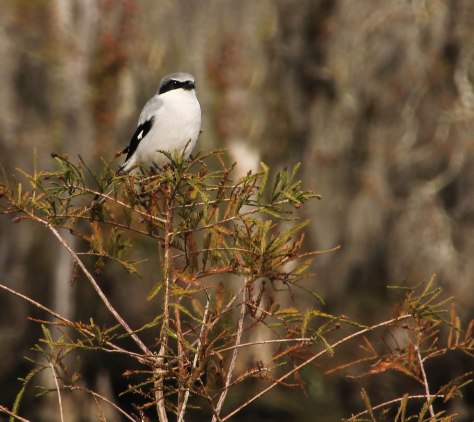 Loggerhead Shrike