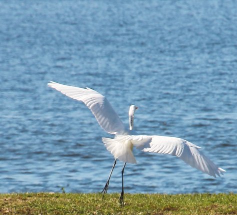 Great Egret making a perfect landing