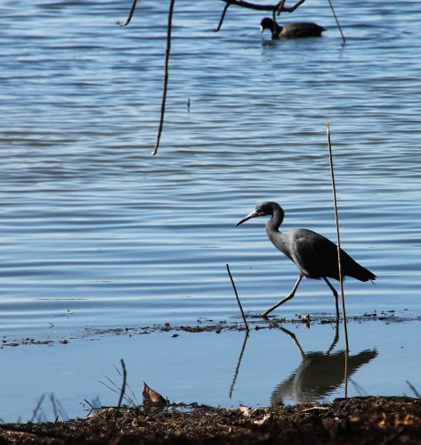Little Blue Heron
