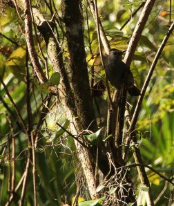 Catbird