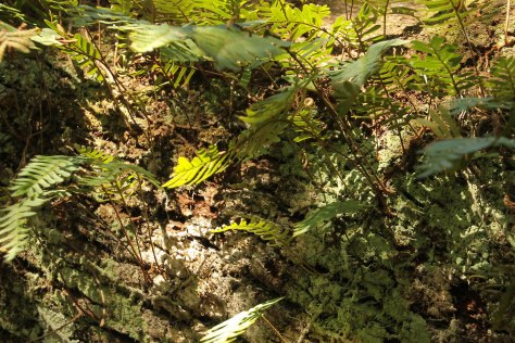 Ferns and Moss love the Live Oak Trees