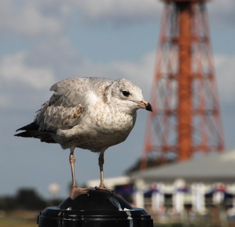 "Did we sing pretty"