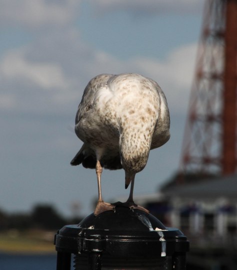 "Thank You, Thank You Very Much"