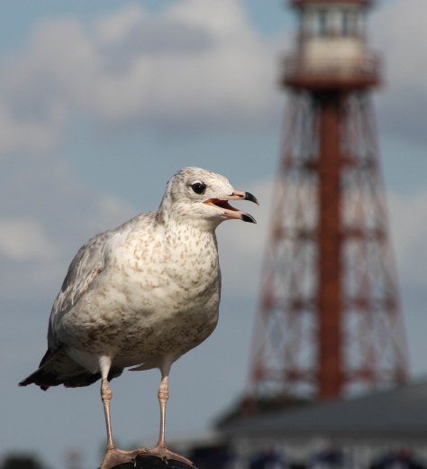 We Wish You a Merry Christmas