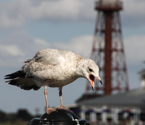 We Wish You a Merry Christmas