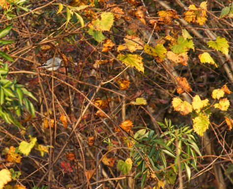 Birds (Blue-gray Gnatcatcher)