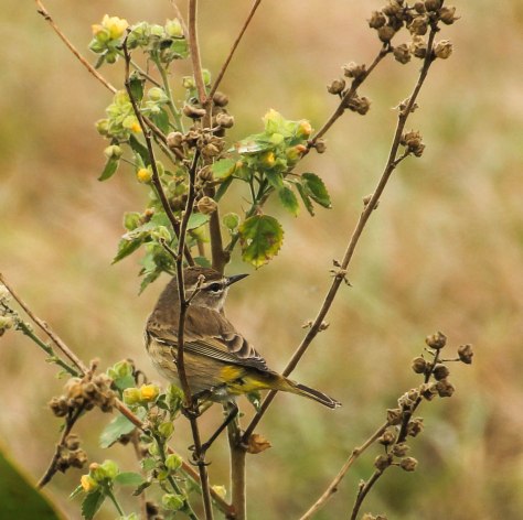 "Can you see my yellow rump"
