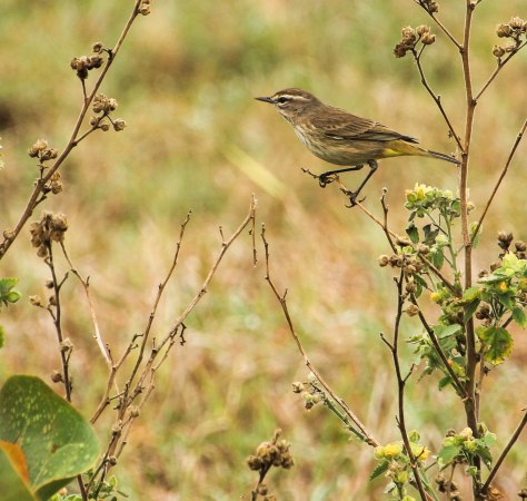 Palm Warbler