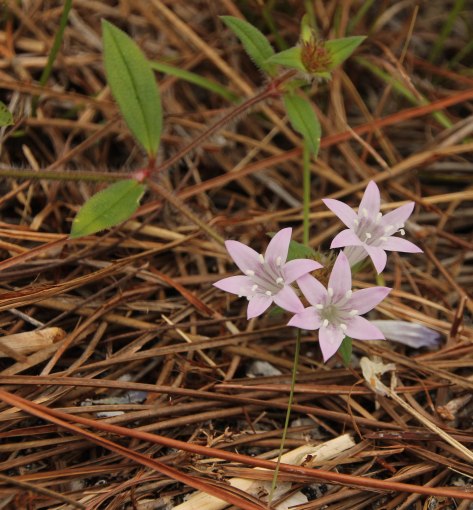 Little Pink Flowers
