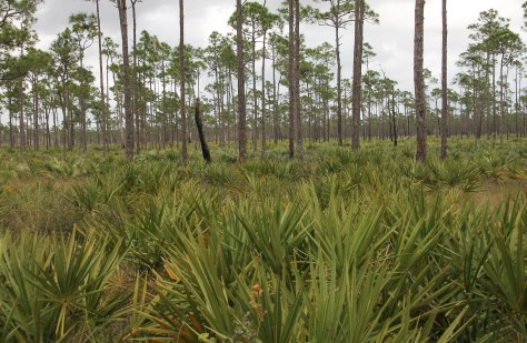 A Field of Palmettos