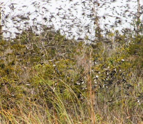 Never in my life have I seen so many swallows in one location! I believe these are Tree Swallows.