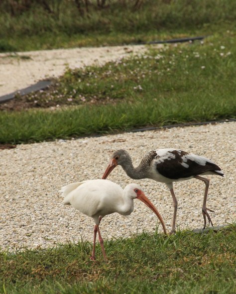 Looking for the perfect RV site! White-faced Ibis (the brown and white one is 1st fall)