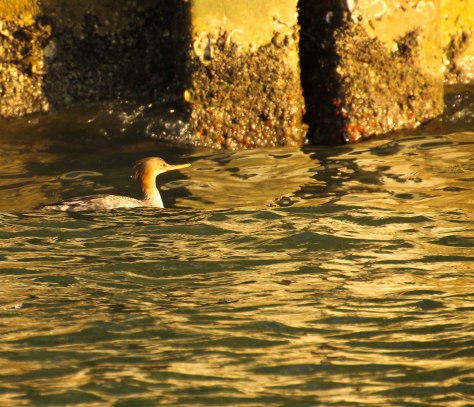 Red-breasted Merganser (female)
