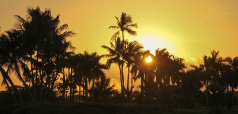 Palm Trees and the Setting Sun
