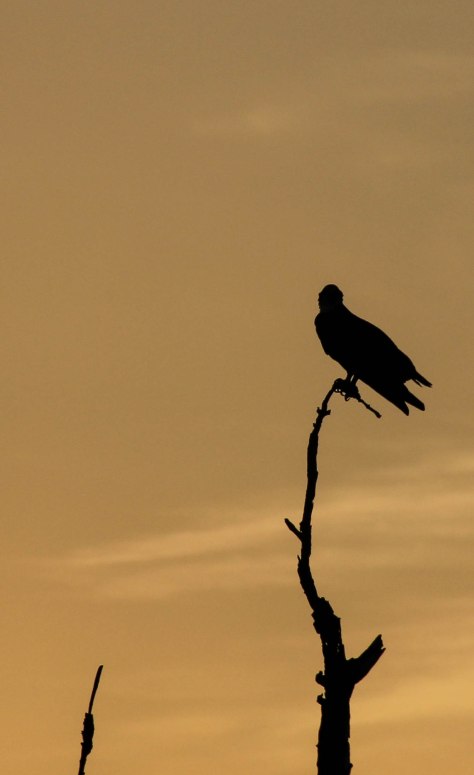 Osprey  contemplating the day.