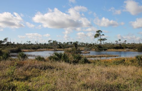 Jonathan has many marsh areas.