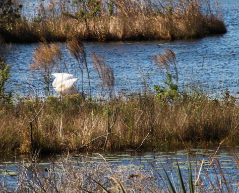 Whoa, it is a fighter!