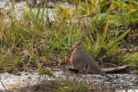 Hunting for grit along a trail
