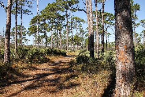 Patterns of nature along a trail 