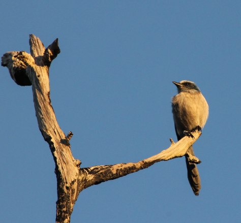 Florida Scrub Jay