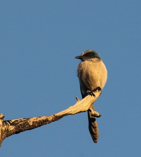 Resting in the evening sun