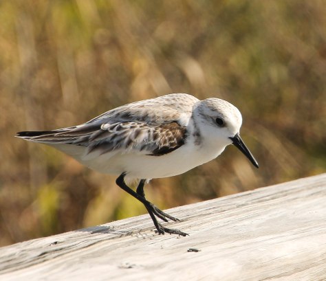 So fun to watch running along the shore