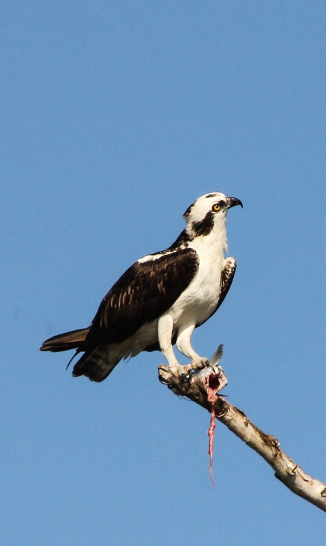 Osprey
