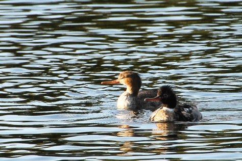 Swimming around in the Intra-Coastal Waterway