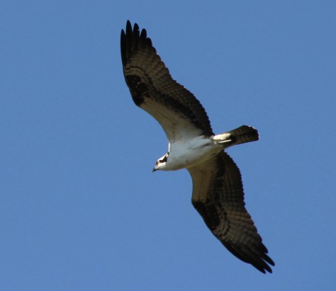 What does she have her eye on?