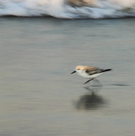 Running from the surf