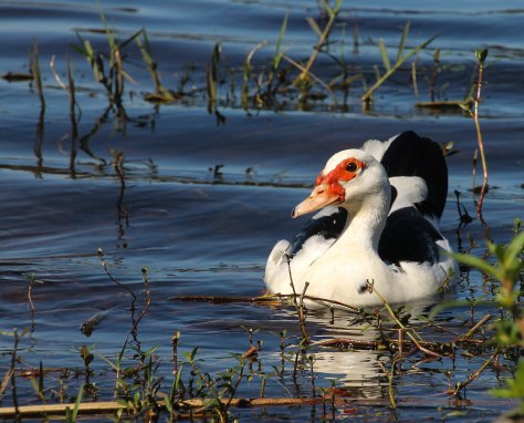 Muscovy Duck