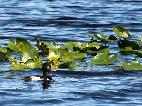 Ring-necked Duck