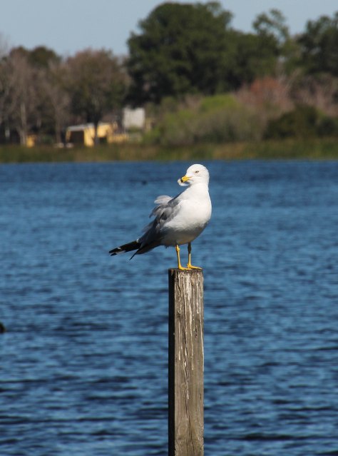 "What do I do with this feather"